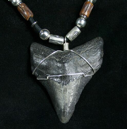 Megalodon Tooth Necklace - tooth #6317